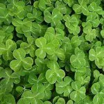 koniczynki_na_patryka_BLOG1