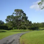 sekwoja_na_polu_golfowym