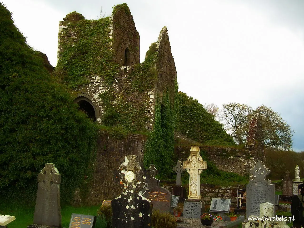 Bluszcz na klasztornym murze, Ballindoon