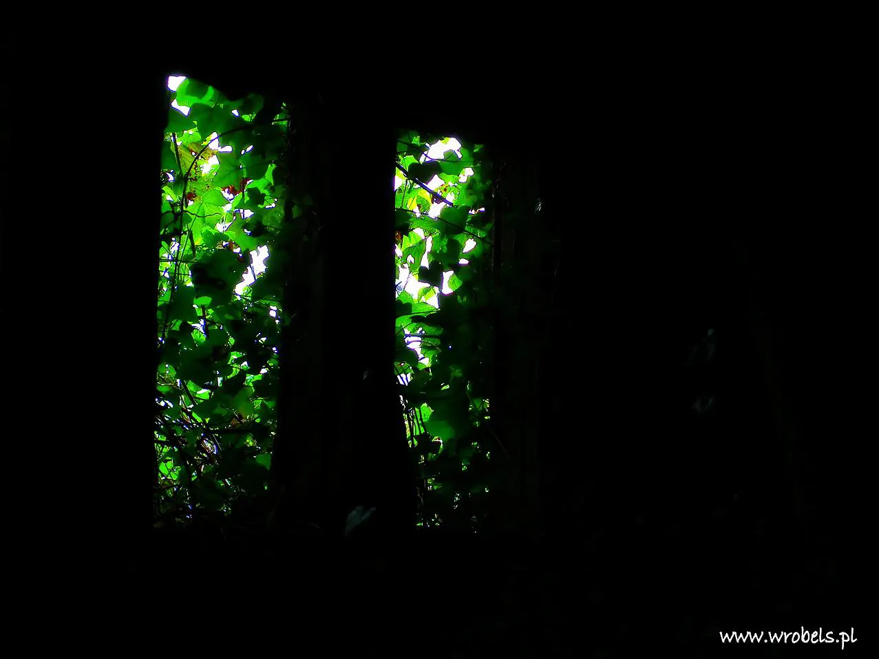 Green Window in Abbey