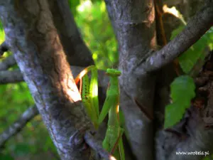 Modliszka w pełnej krasie