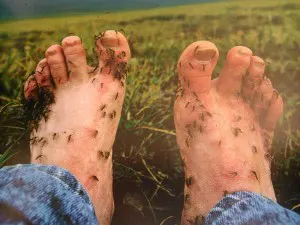 Komary - wielka zmora Syberii