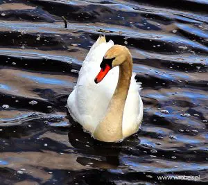 Jeden z mieszkańców Belleek